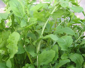 Photo of Rocket growing in a greenhouse