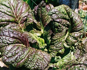 Photo of Black Mustard plant.