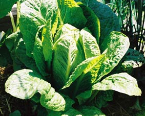 Phote of a Cos lettuce