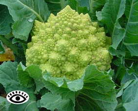 Photo of a mature Romanesco Broccoli head.