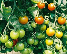 Photo of Sweetbite Tomatoes on the vine.