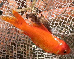 Photo of a goldfish